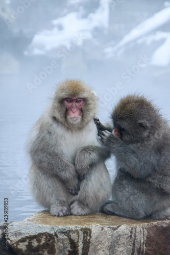 Two grooming snow monkeys sitting at the edge of an onsen (hotspring) in the Jigokudani Monkey Park in Nagano, Japan (December 2017). © marksteel