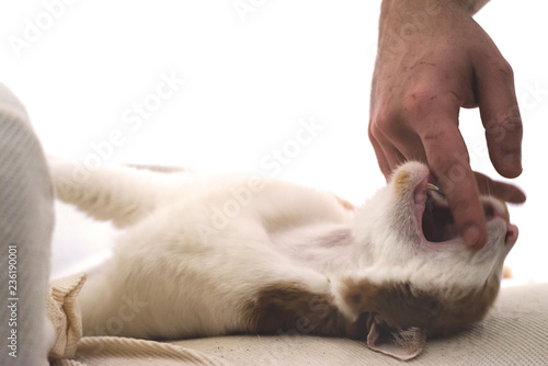 Gatto che morde - Biting cat © Stefano