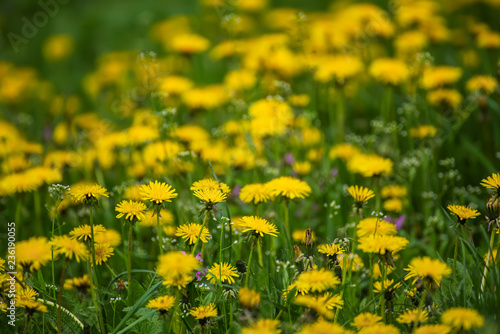 Dandelion flower meadow © Roxana