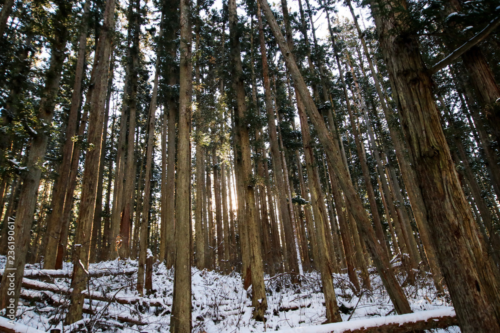 Obraz premium Winter sunset seen through the trees of the forest at the Jigokudani Monkey Park in Nagano, Japan.