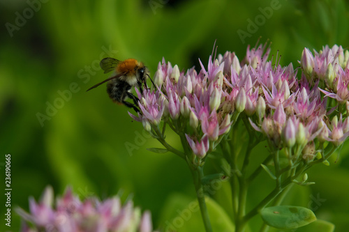 Bee collecting pollen on purple flowers, closeup