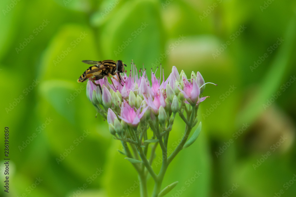 Bee collecting pollen on purple flowers, closeup Bee collecting pollen on purple flowers, closeup