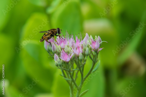 Bee collecting pollen on purple flowers, closeup © Martina