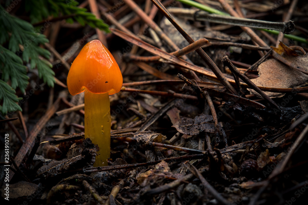 A bright orange inedible wild fungi Hygrocybe conica, growing in a mediterranean forest among litter, oak leaves and pine needles.