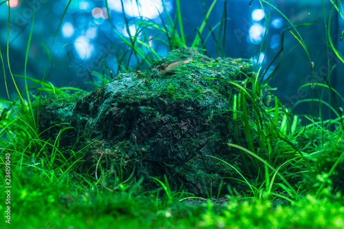 Fototapeta Naklejka Na Ścianę i Meble -  ocean  seaweed marine grass and stones background  f