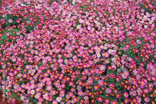 Beautiful to the natural flower park of Genova Nervi this spring in occasion of the Euroflora event