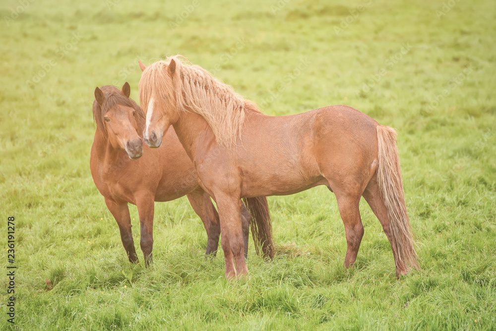 Naklejka premium Two icelandic horses