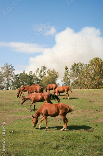 Foto herd of horses