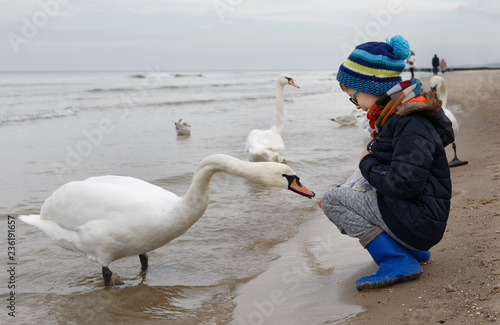 Young boy feeding bird swan in winter at the Baltic beach