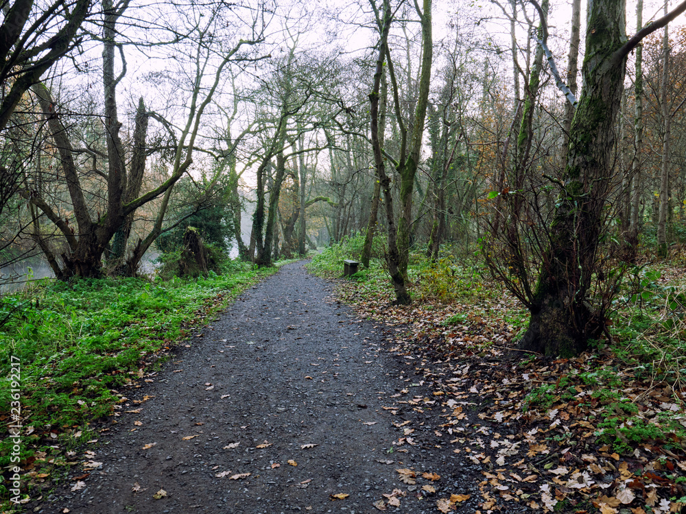 wide angle shoot Autumn forest morning,Northern Ireland wide angle shoot Autumn forest morning,Northern Ireland