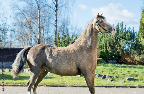 beautiful buckskin welsh pony posing in nice place