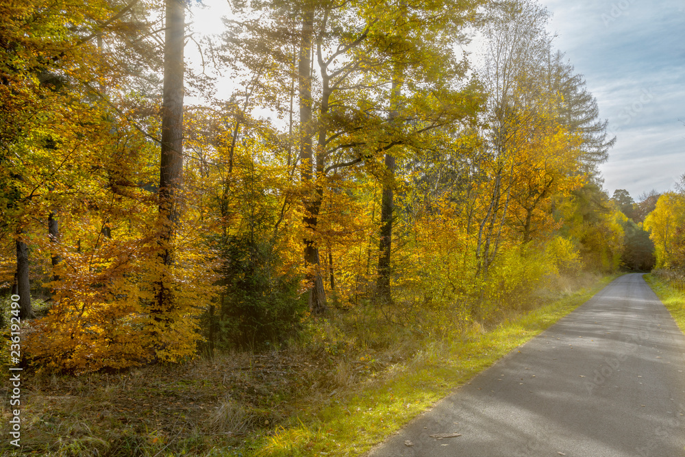 Herbstlicher Fahr- und Wanderweg im Kottenforst Herbstlicher Fahr- und Wanderweg im Kottenforst