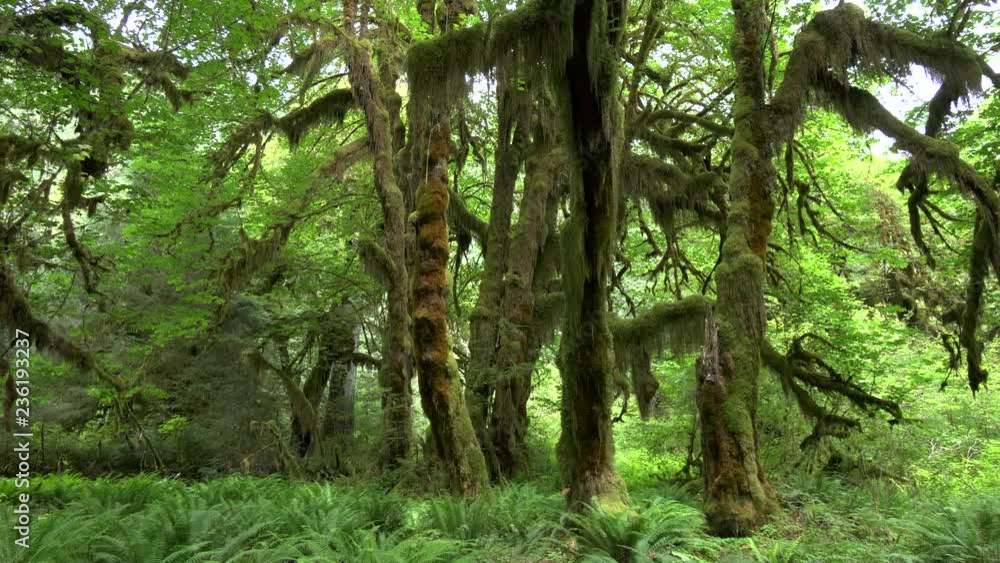 pan of bigleaf maple trees on the hall of mosses walk at hoh rain forest in the olympic national park of the us pacific northwest