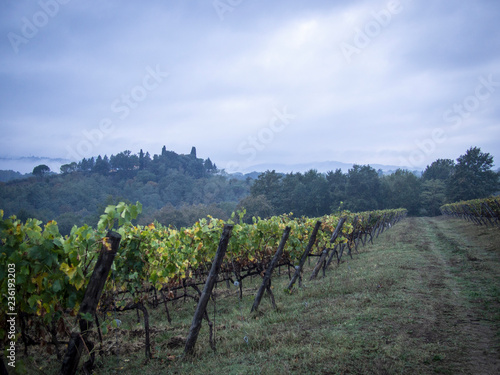 vineyards in the evening fog in october montevarchi italy tuscany photo