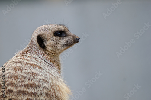 Canvas Print Meerkat