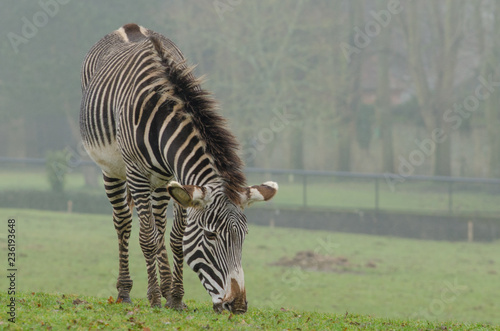 Grevy s Zebra