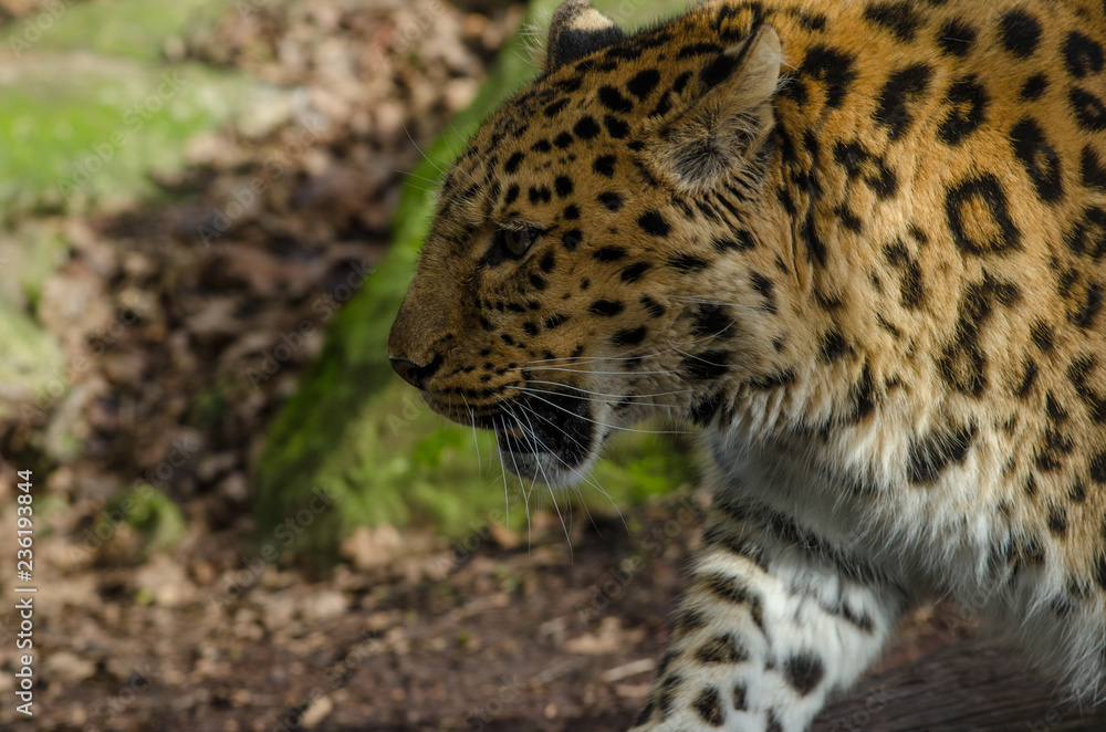 Fototapeta premium Amur Leopard