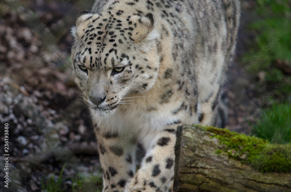 Snow Leopard Snow Leopard