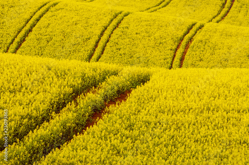 Rapeseed yellow field in spring