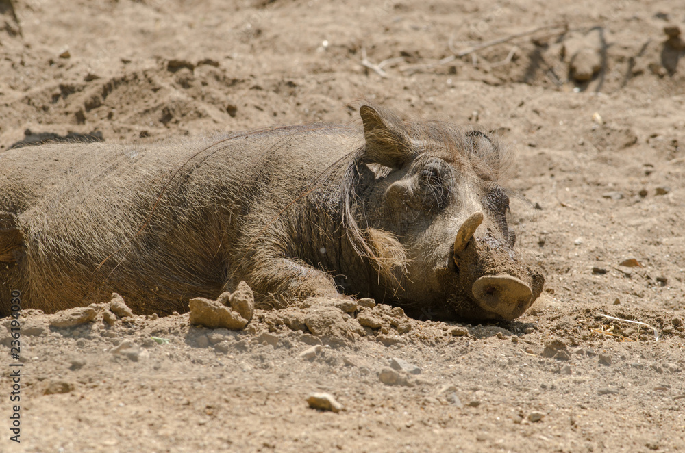 Fototapeta premium Warthog