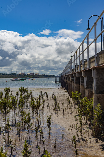 Pier and Mangroves vert