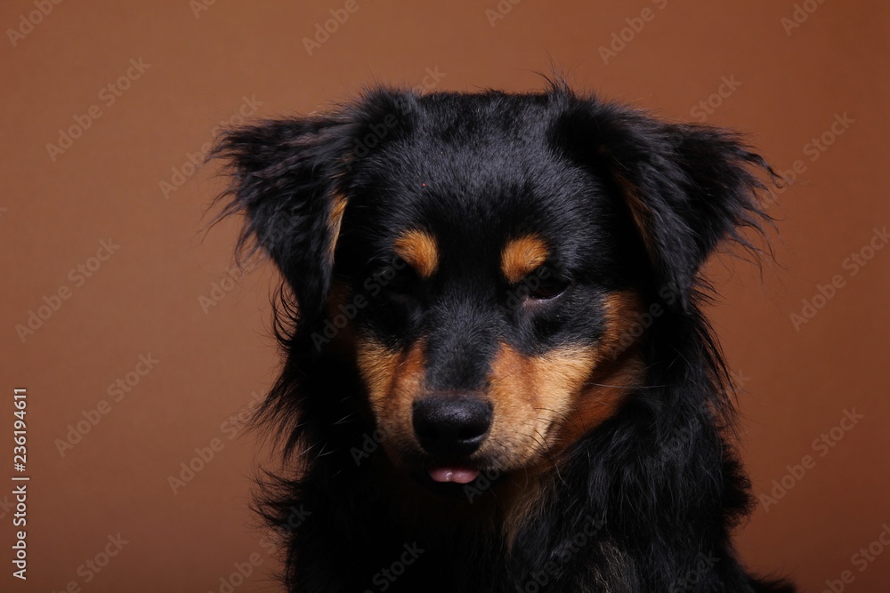 Beautiful dog Beautiful dog