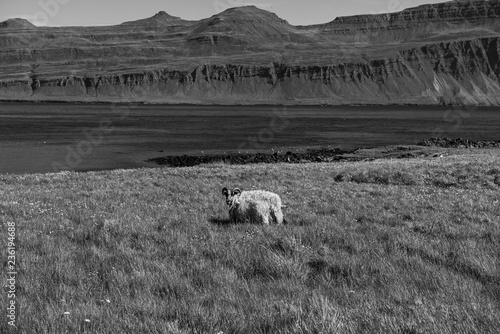 Icelandic single sheep photo