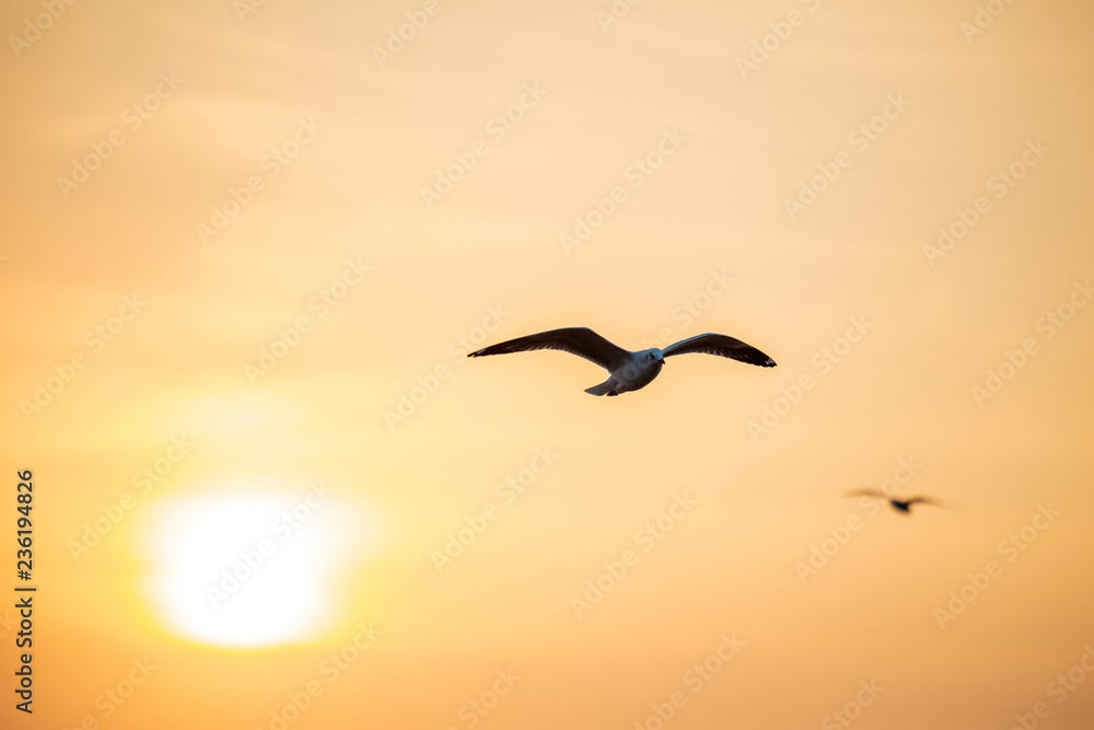 Seagull, the birds migrate from Siberia to Bangpu Samutprakhan Thailand, are feeded by traveler during sunset. fly over the sea and eating on the water surface. Seagull, the birds migrate from Siberia to Bangpu Samutprakhan Thailand, are feeded by traveler during sunset. fly over the sea and eating on the water surface.
