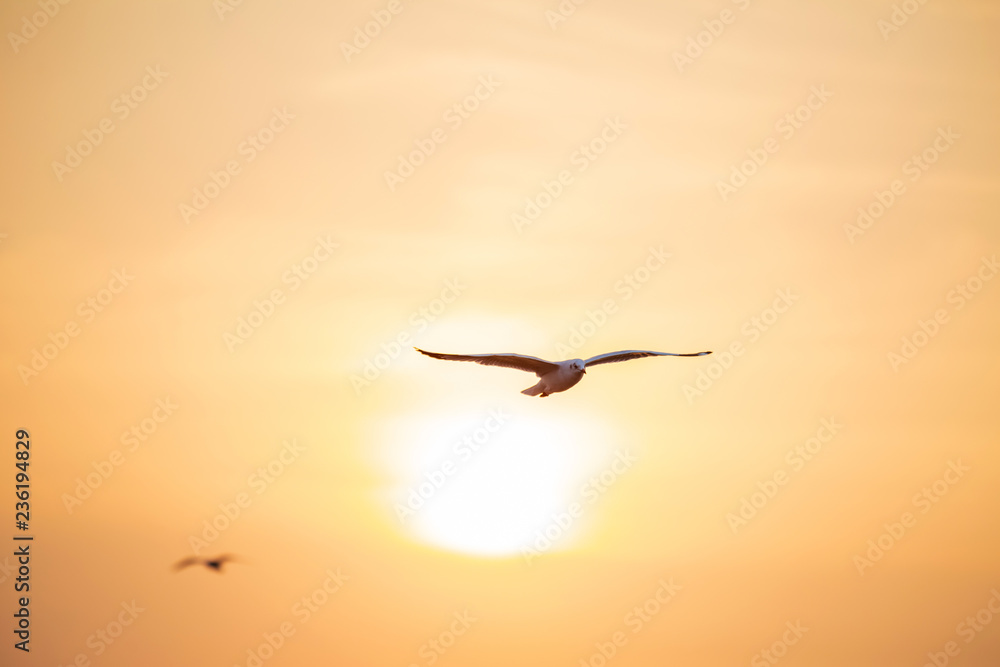 Seagull, the birds migrate from Siberia to Bangpu Samutprakhan Thailand, are feeded by traveler during sunset. fly over the sea and eating on the water surface. Seagull, the birds migrate from Siberia to Bangpu Samutprakhan Thailand, are feeded by traveler during sunset. fly over the sea and eating on the water surface.