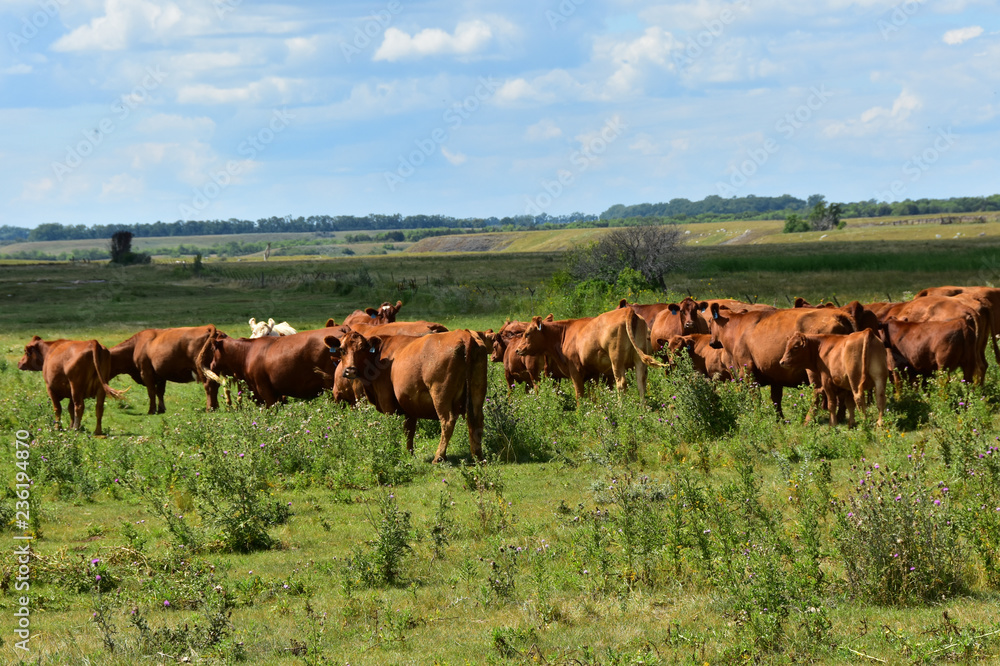 Beef cattle in green pasture in North Dakota. Beef cattle in green pasture in North Dakota.
