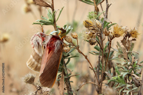 Polilla