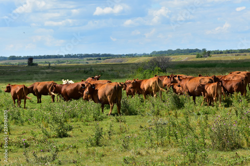 Beef cattle in green pasture in North Dakota. © Tom