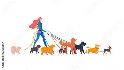 Vector illustration. Set icons of dogs and dog-walker. Different breeds: spitz, french bulldog, english cocker spaniel, chinese crested, royal poodle, mittelschnauzer, corgi, russian toy terrier.