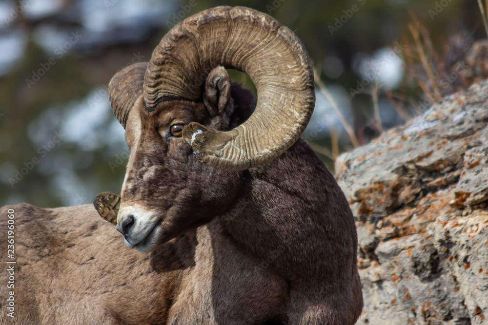 Bighorn Sheep head shot Bighorn Sheep head shot