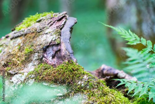 green moss on a tree © Rob