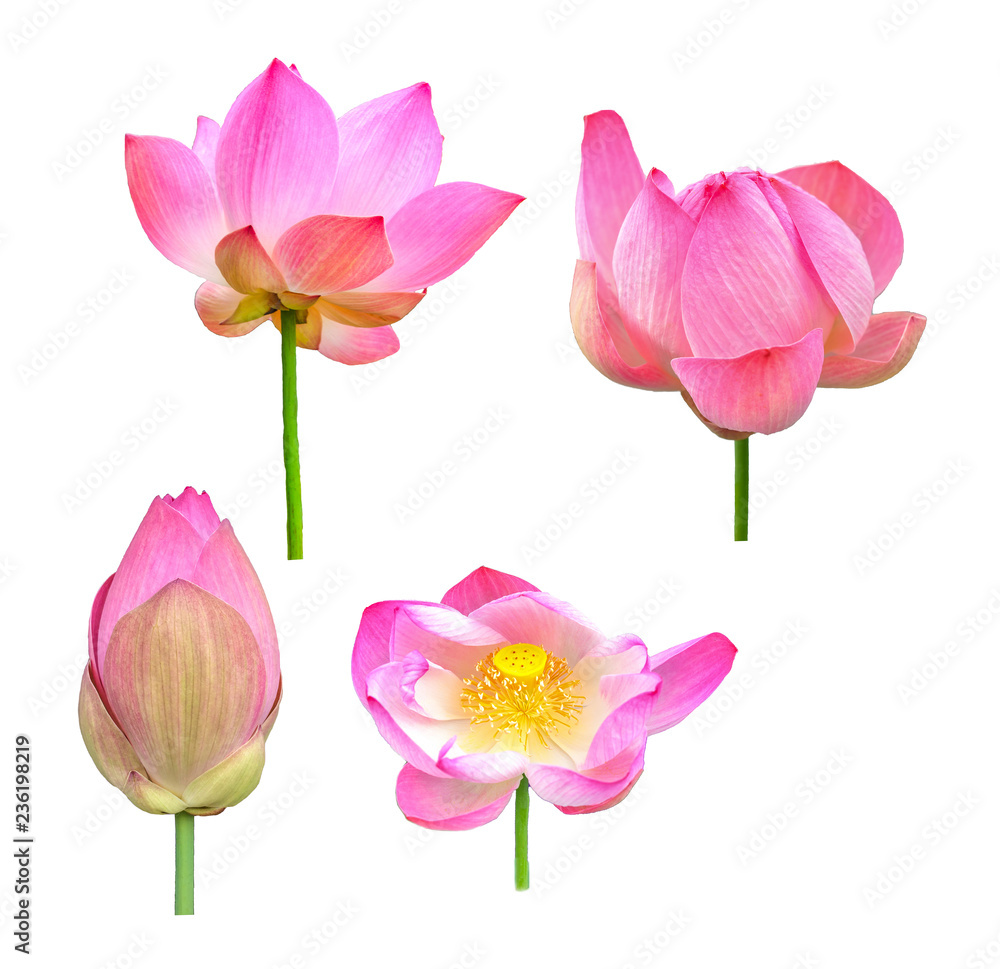 Fototapeta premium lotus on white background