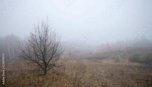 The skeleton tree on the background of the morning fog