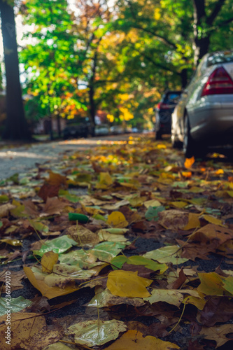 street level view of the back of a car in a street filed with fall leaves