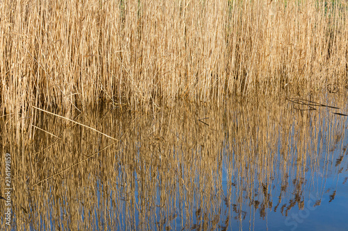 Reeds reflection in water