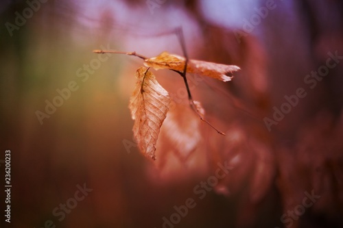 dead autumn leaf © Philip Martin