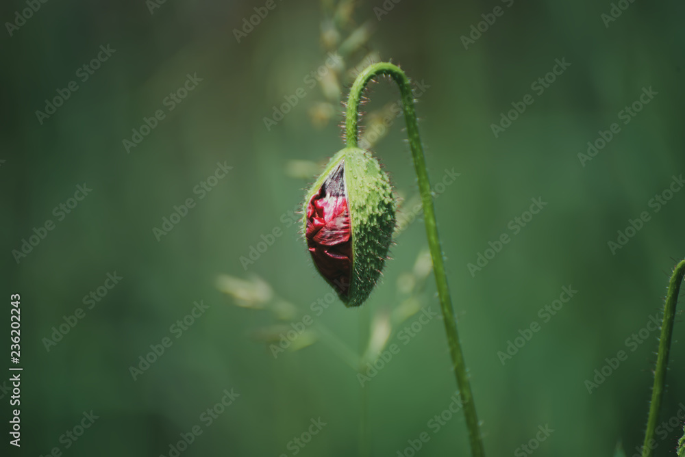 Obraz premium Red spring poppy bud