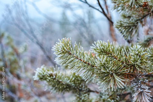 Pine green branches in hoarfrost in winter forst