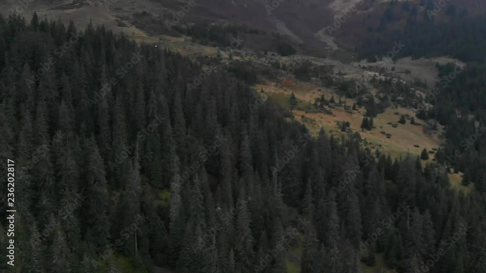 Aerial shot overlooking the mountains. Forest many firs Aerial shot overlooking the mountains. Forest many firs