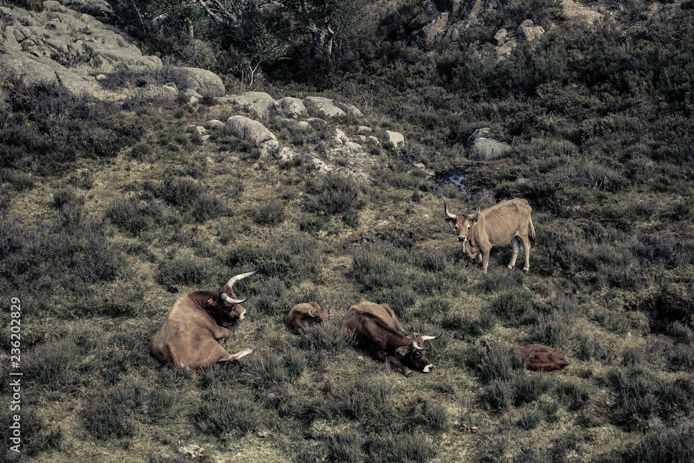 Grazing mountain cows, Dead trea in mountain, Portugal national park, Peneda-Gerez, Portugal Grazing mountain cows, Dead trea in mountain, Portugal national park, Peneda-Gerez, Portugal