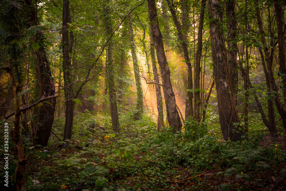 Obraz premium Sunlight through the forest