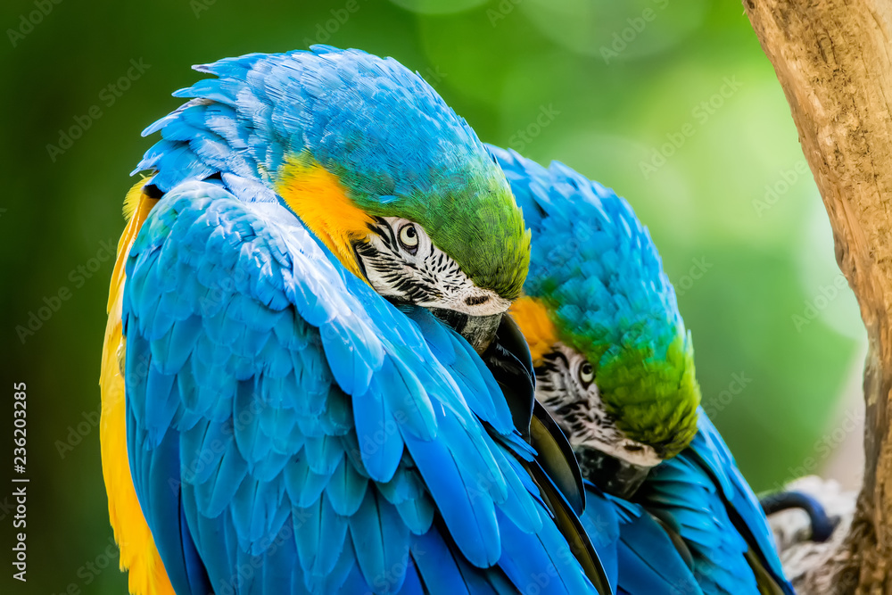 Obraz premium Macaws, Araras, Macaw