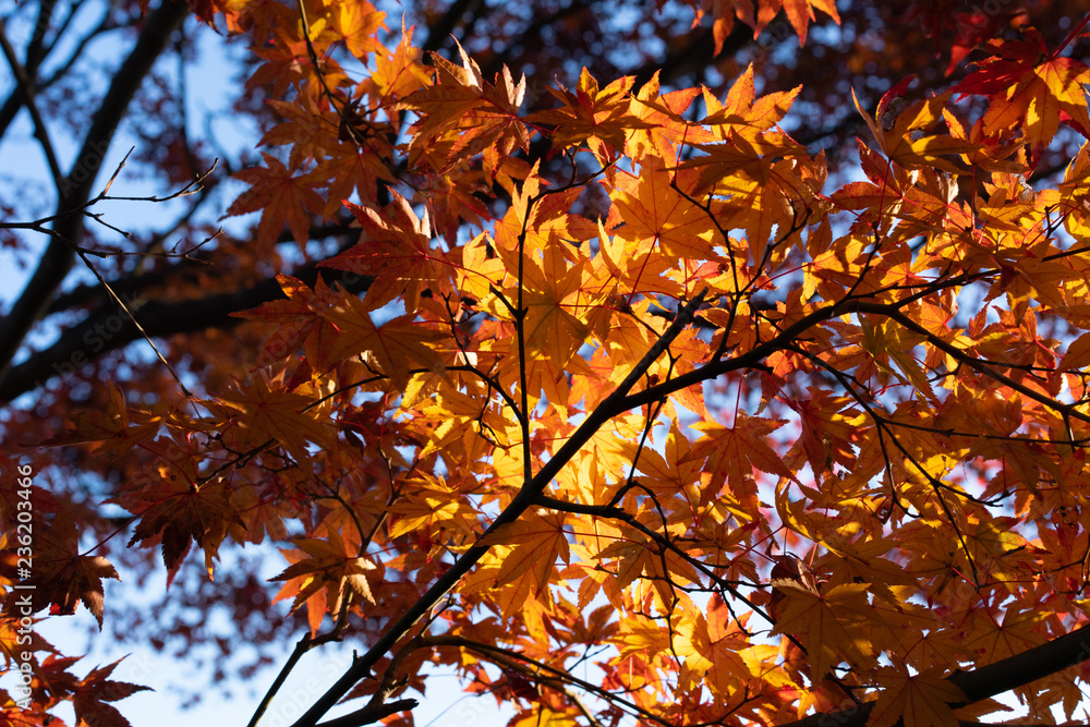 maple maple