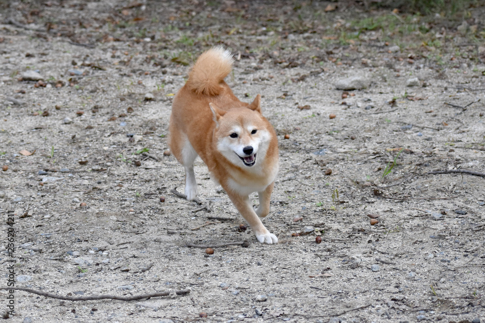 柴犬 走る 笑顔 Stock Photo Adobe Stock 柴犬 走る 笑顔 Stock Photo Adobe Stock
