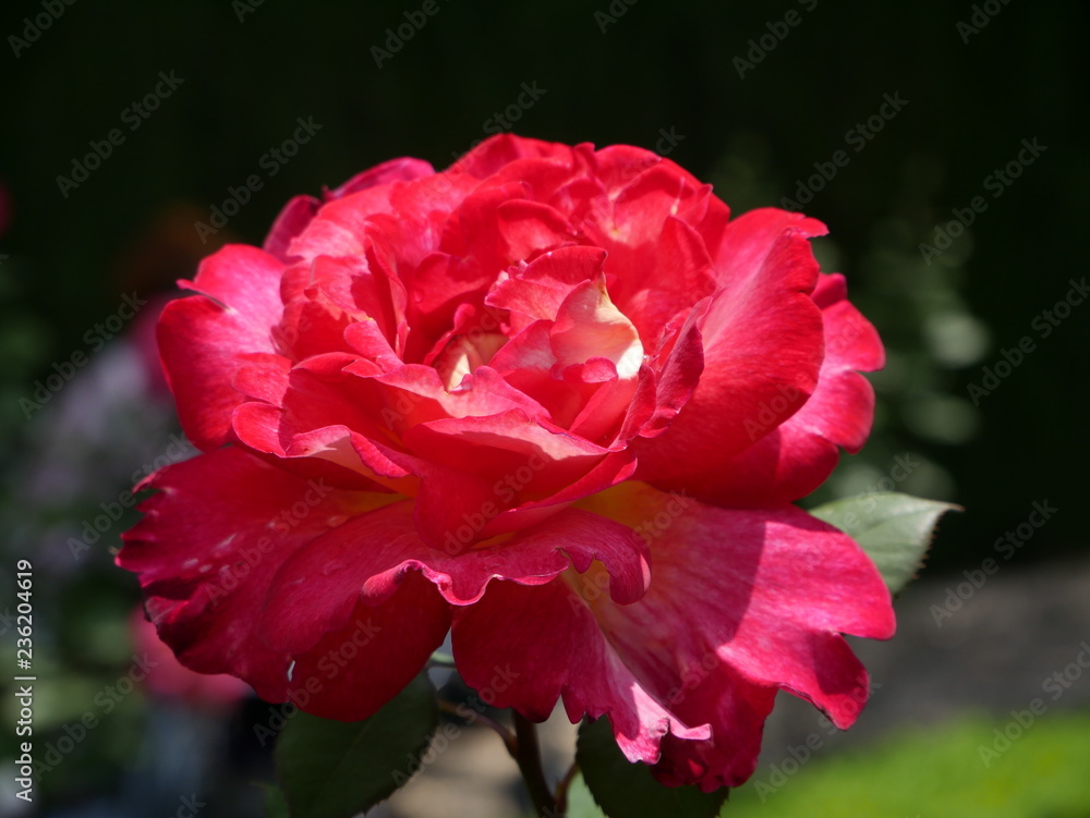 Close up of a beautiful flower with red petals Close up of a beautiful flower with red petals