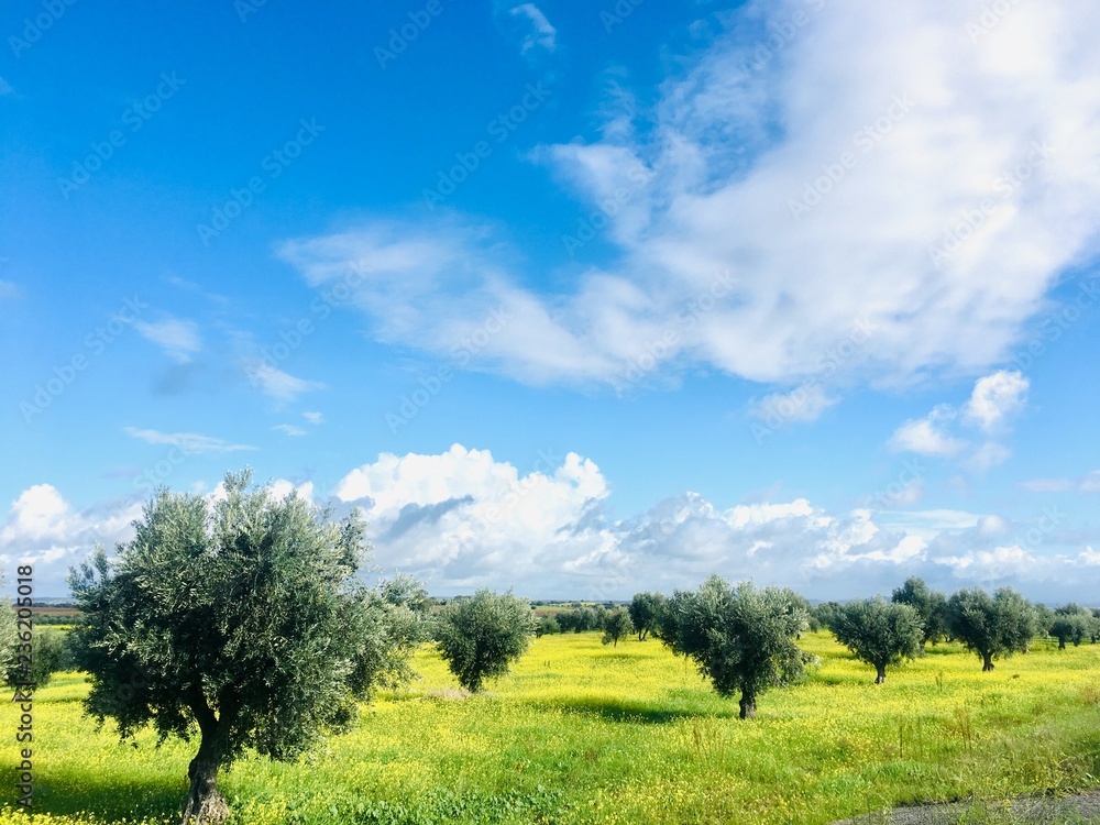 olives tree in yellow field